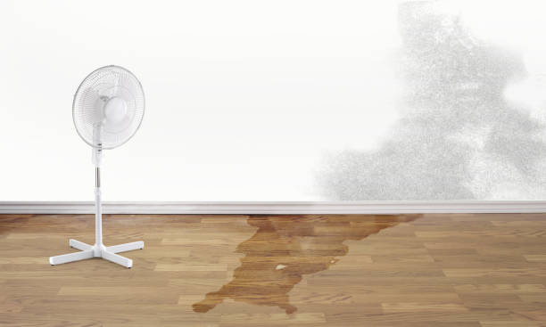 Best Carpet water damage restoration  in Sault Ste Marie, MI